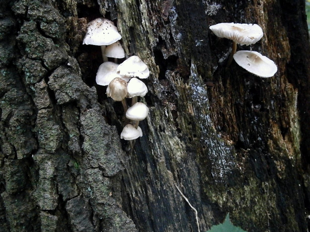 Гриб коралловая вешенка