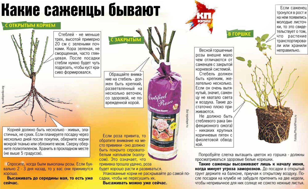 Мать-и-мачеха (мать-и-мачеха)