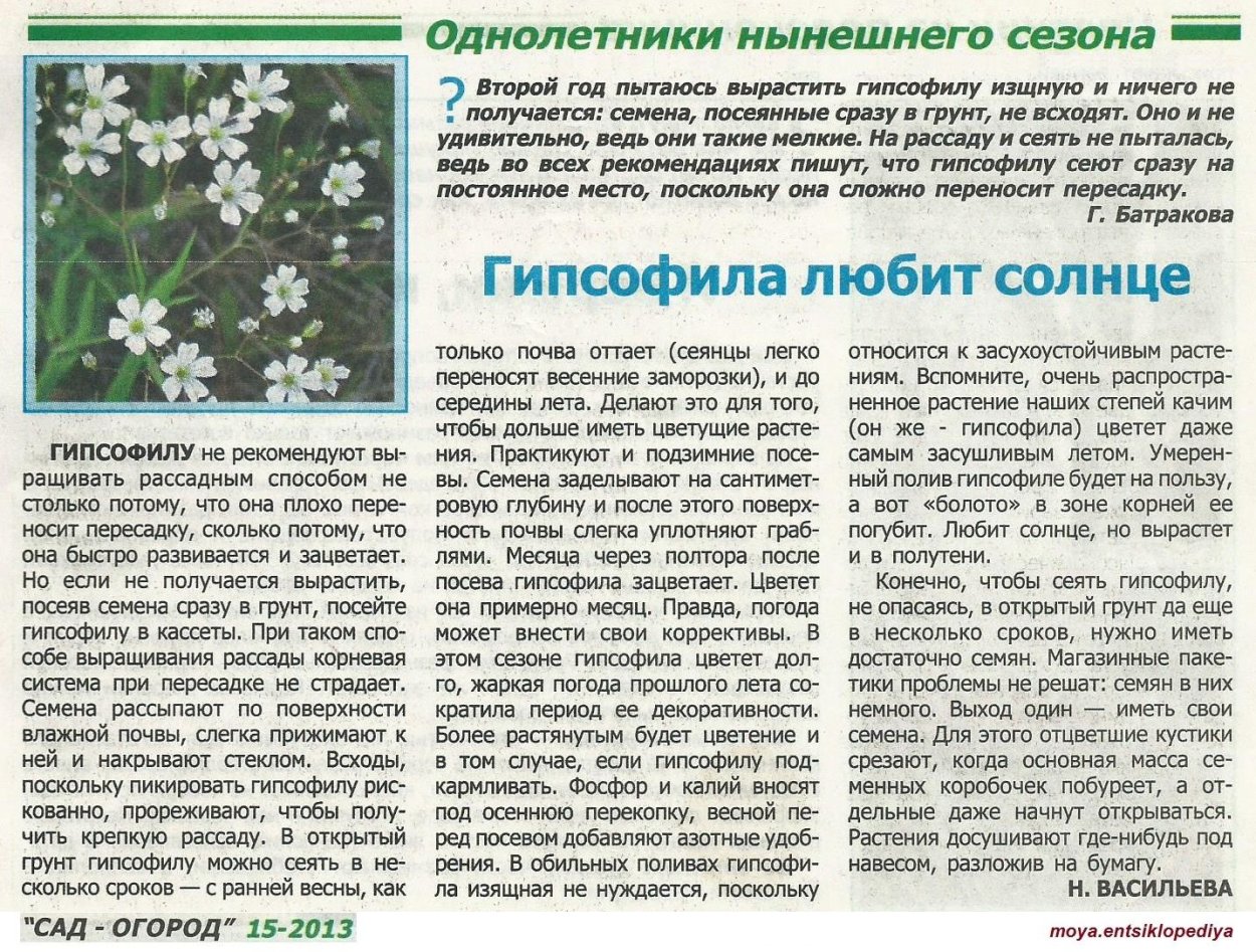 Фацелия сидерат