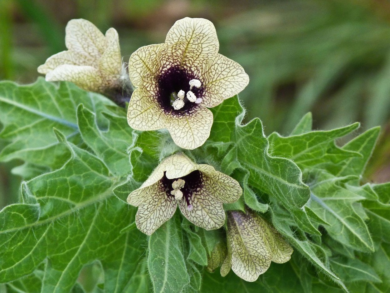 Белена черная (Hyoscyamus Niger)
