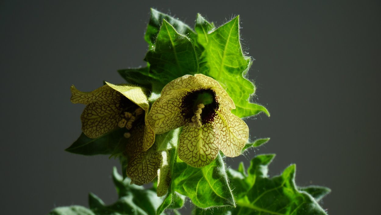 Белена чёрная ( Hyoscyamus Niger l.)