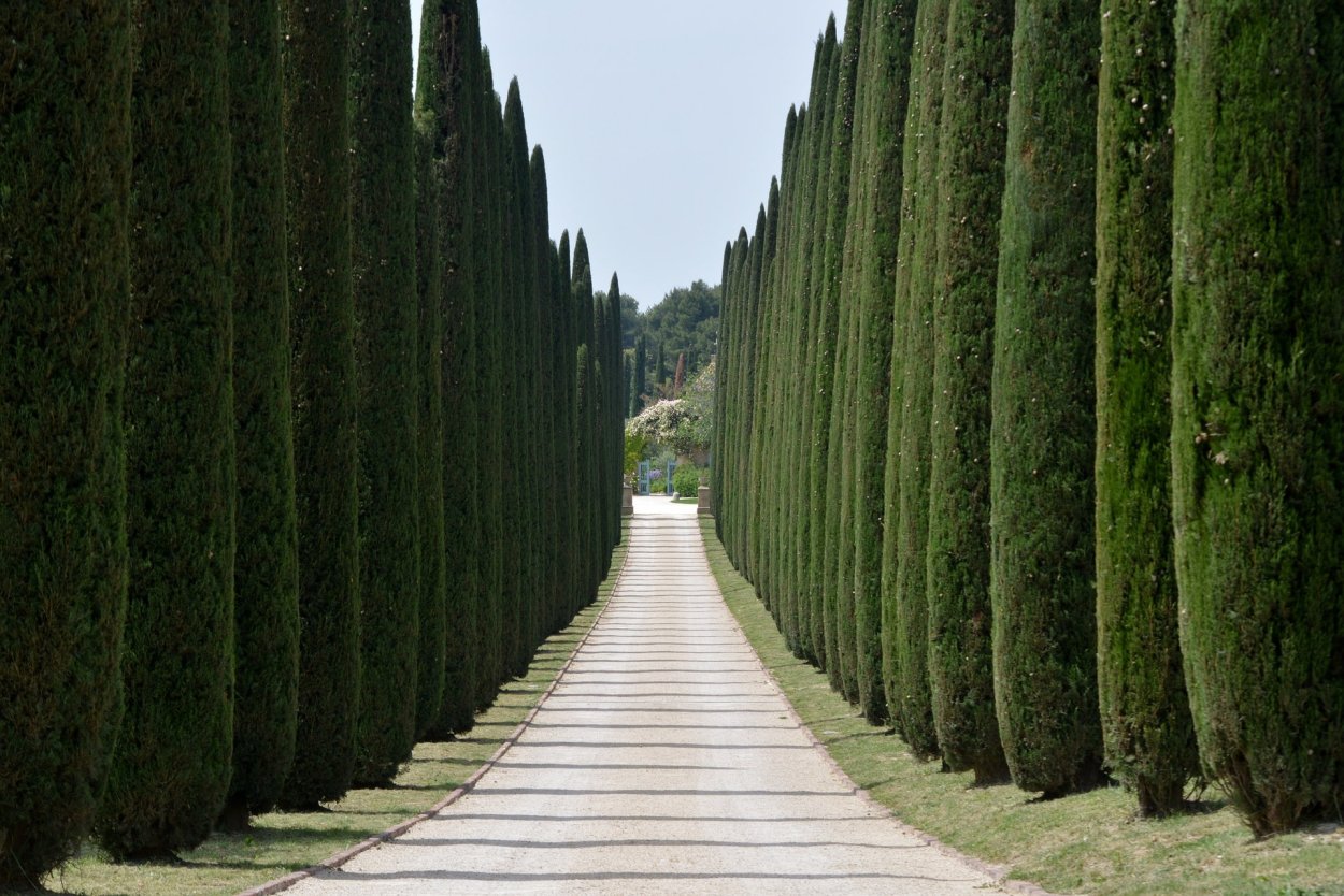 Cupressus sempervirens l. Кипарис вечнозеленый