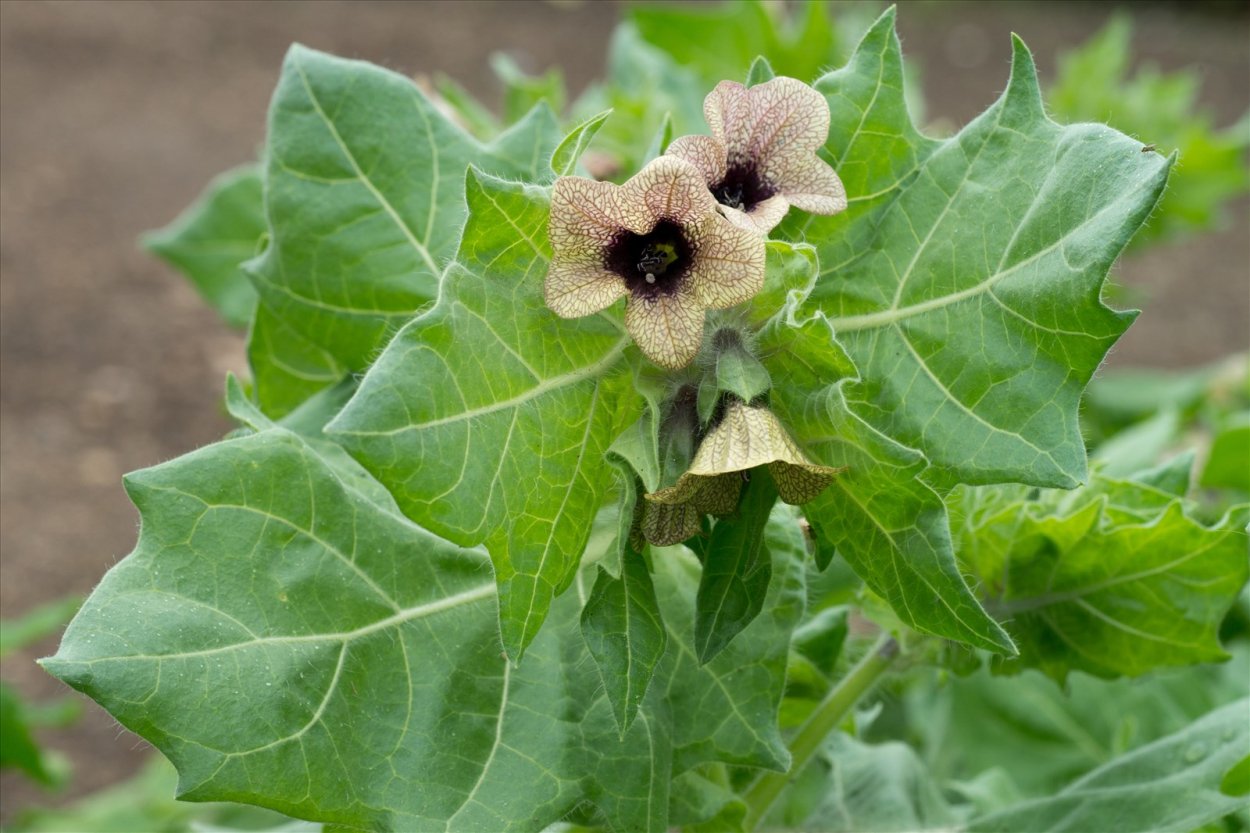 Белена (Hyoscyamus)