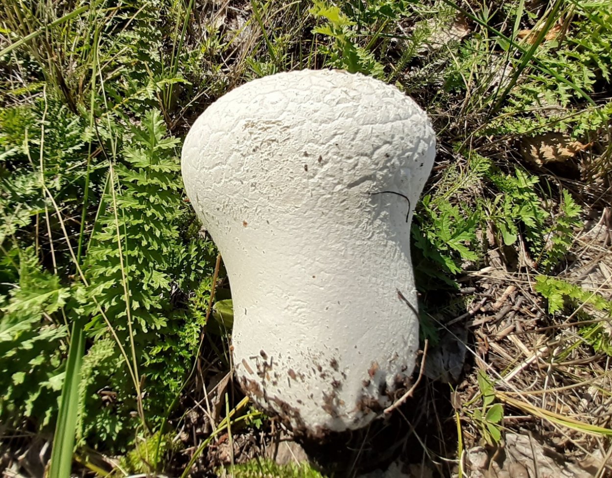 Calvatia utriformis (ГОЛОВАЧ мешковатый)