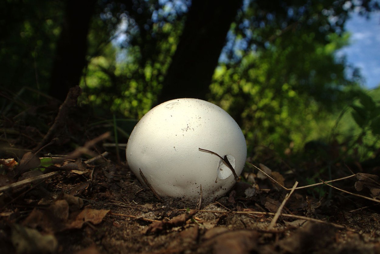 Гриб Calvatia gigantea