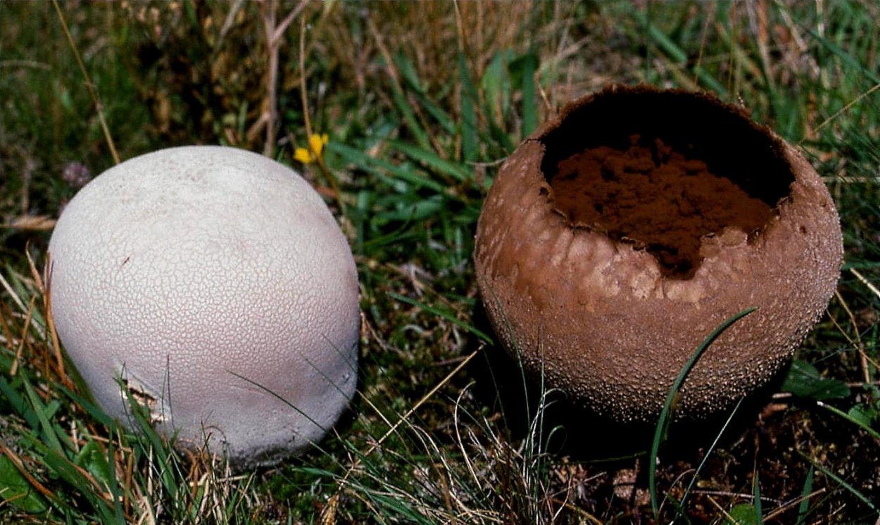 Bovista Lycoperdon