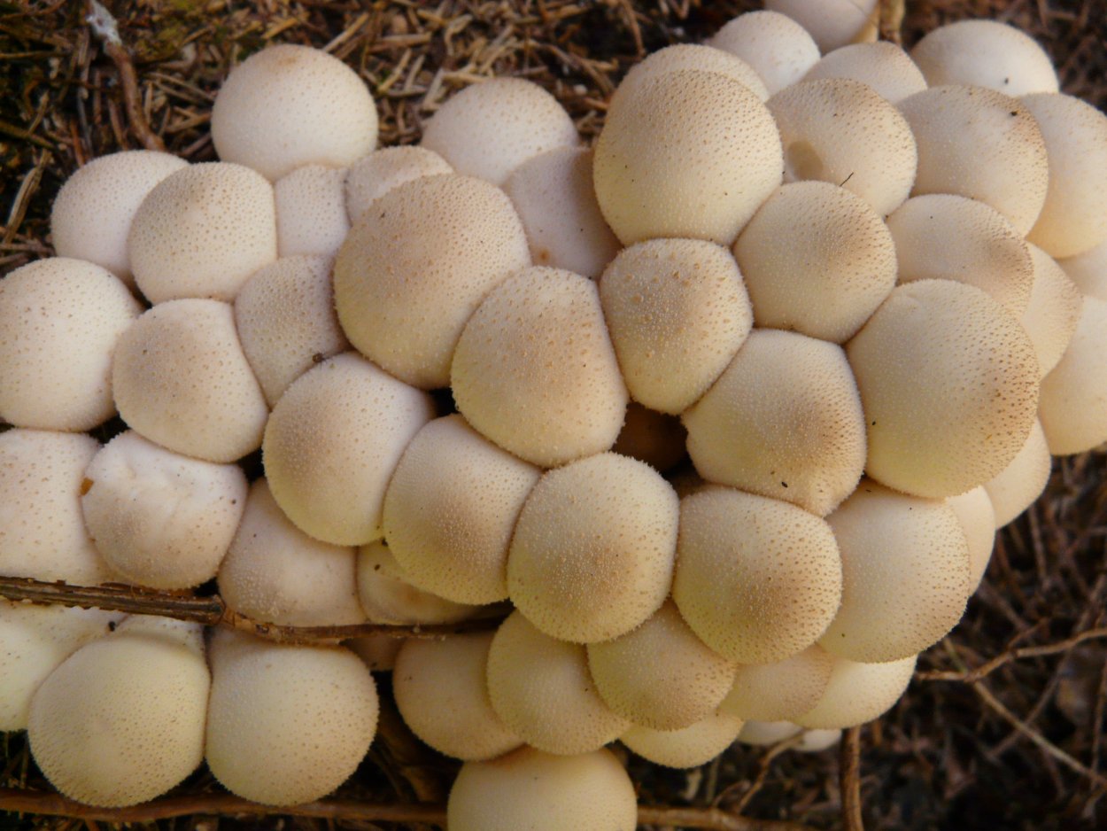 Lycoperdon pusillum