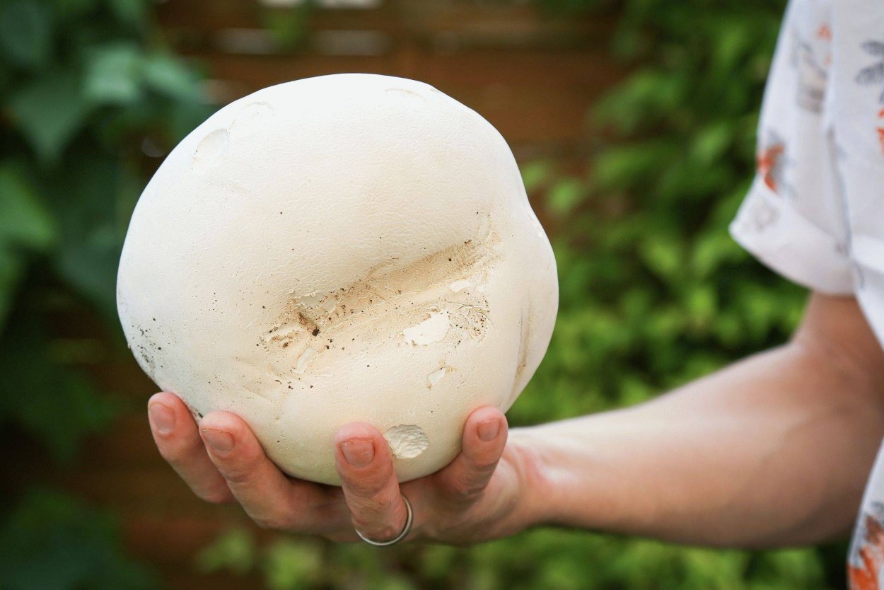 Calvatia utriformis (ГОЛОВАЧ мешковатый)