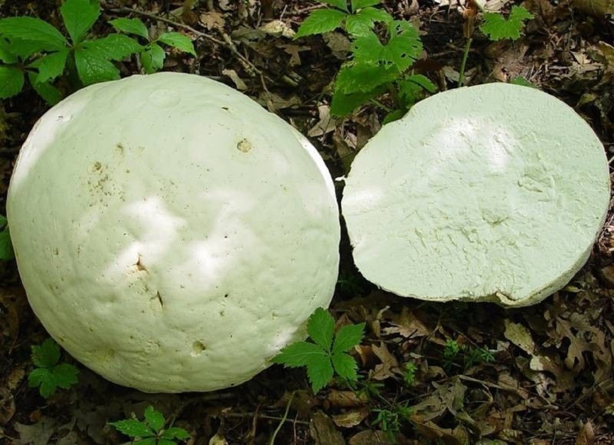 ГОЛОВАЧ мешковатый (Bovistella utriformis)