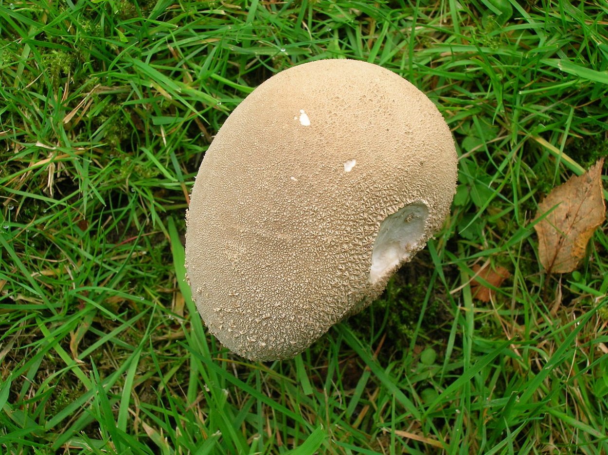 ГОЛОВАЧ продолговатый (Calvatia excipuliformis)