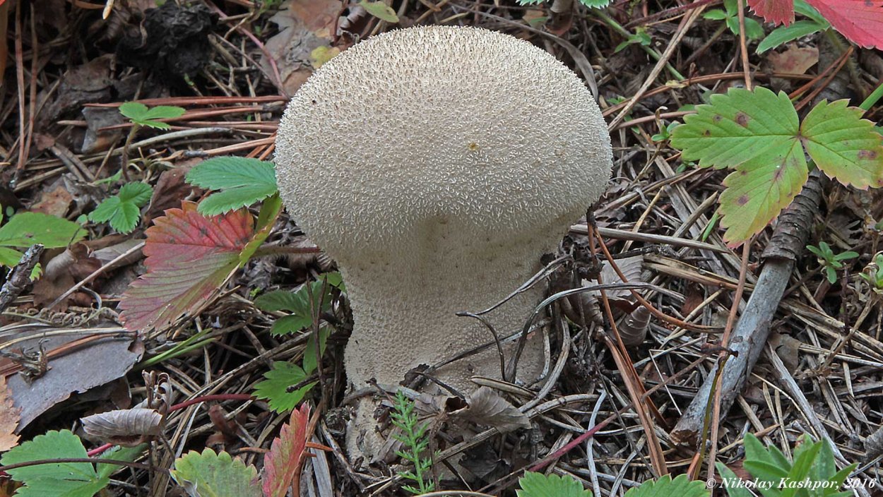 ГОЛОВАЧ продолговатый (Calvatia excipuliformis)