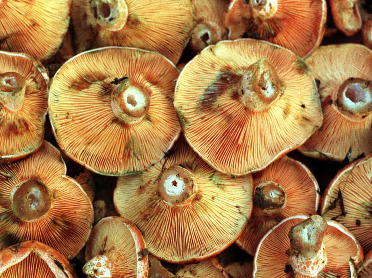 Рыжик еловый (Lactarius deterrimus)