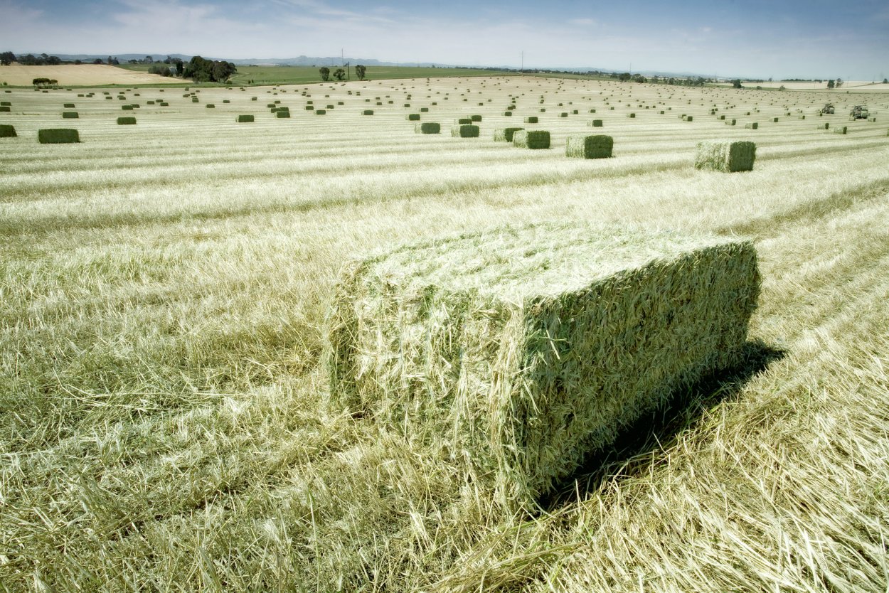 Тюки люцерны Bale