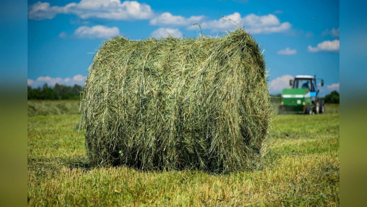 Сено в тюках 250 кг
