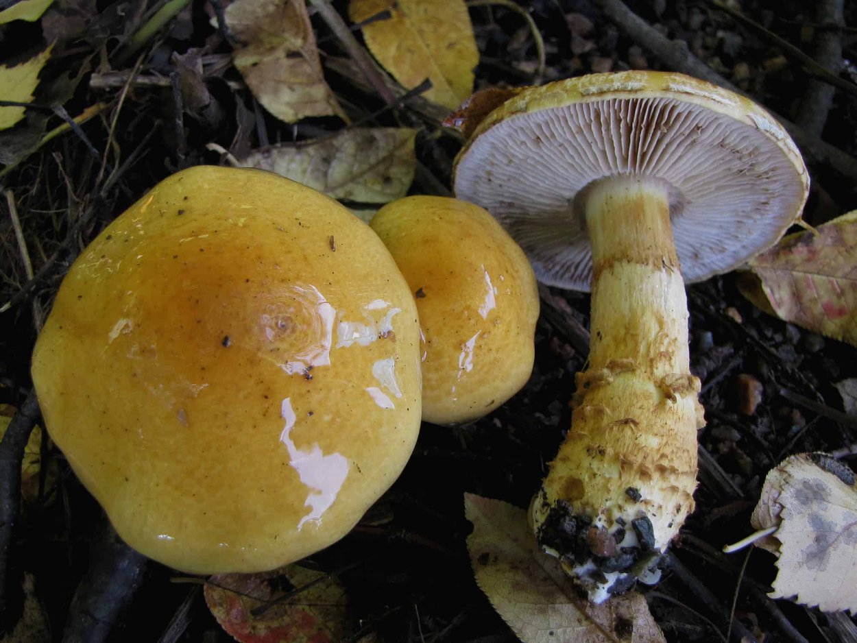 Краснушка (Lactarius subdulcis).