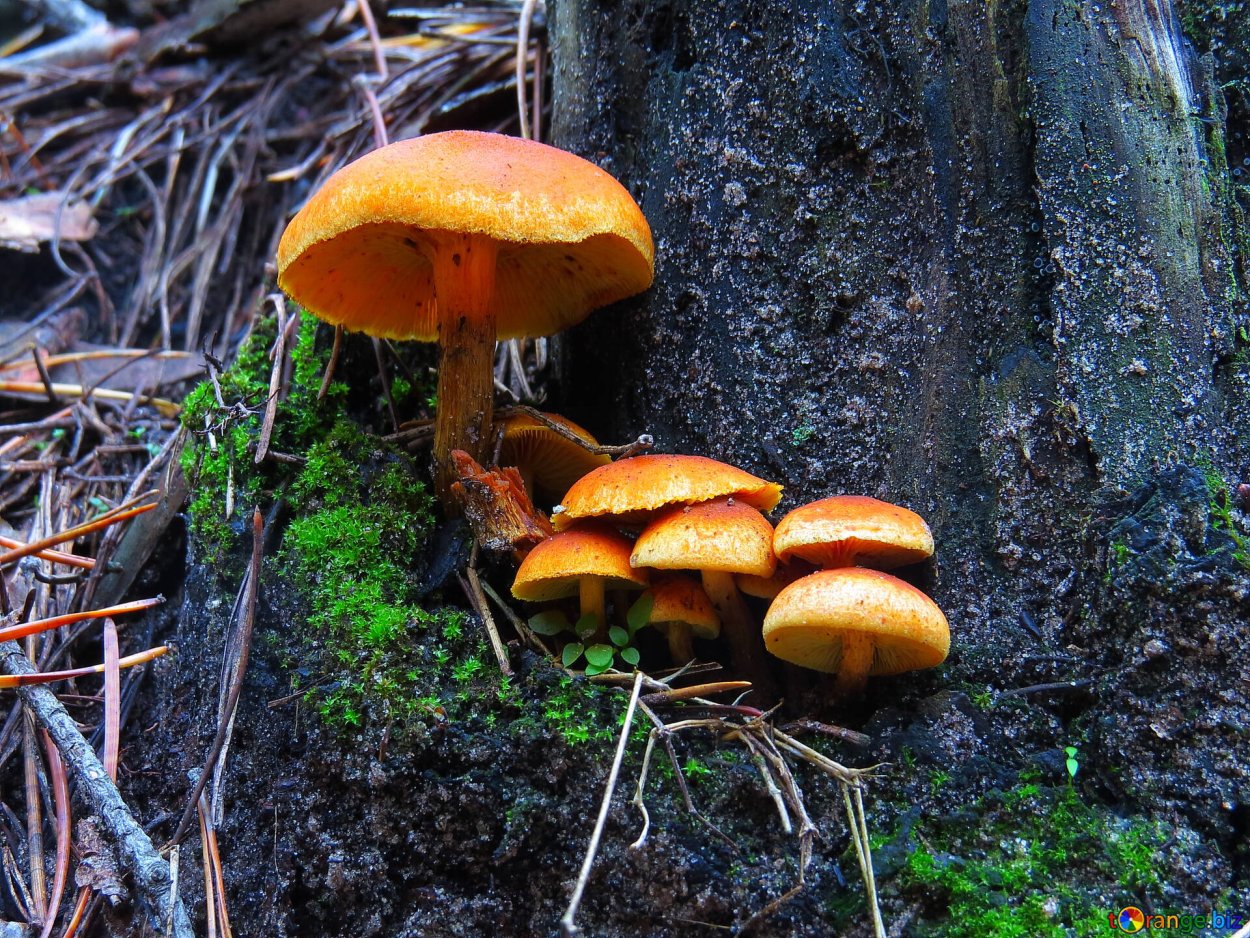 Паутинник ленивый Cortinarius Bolaris