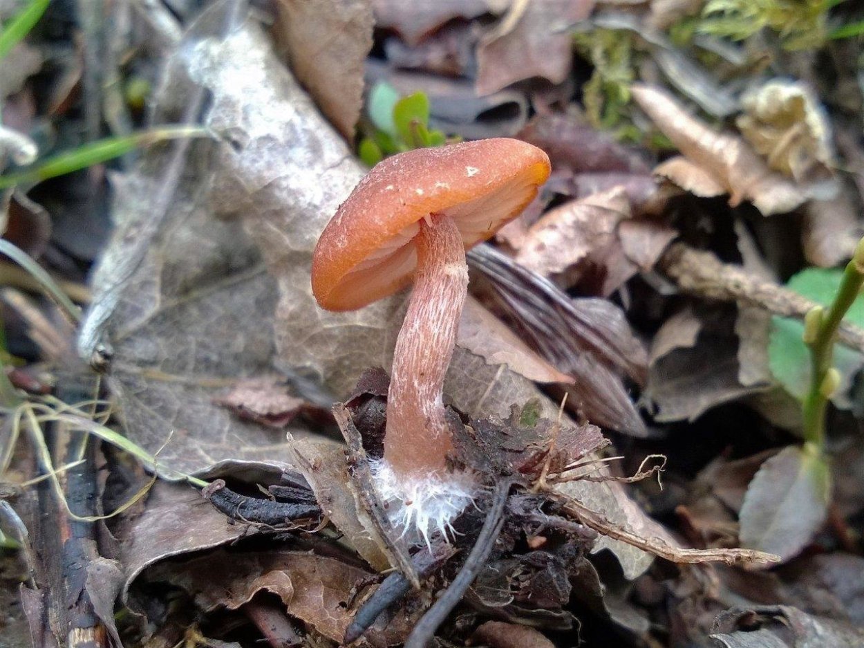 Tubaria furfuracea