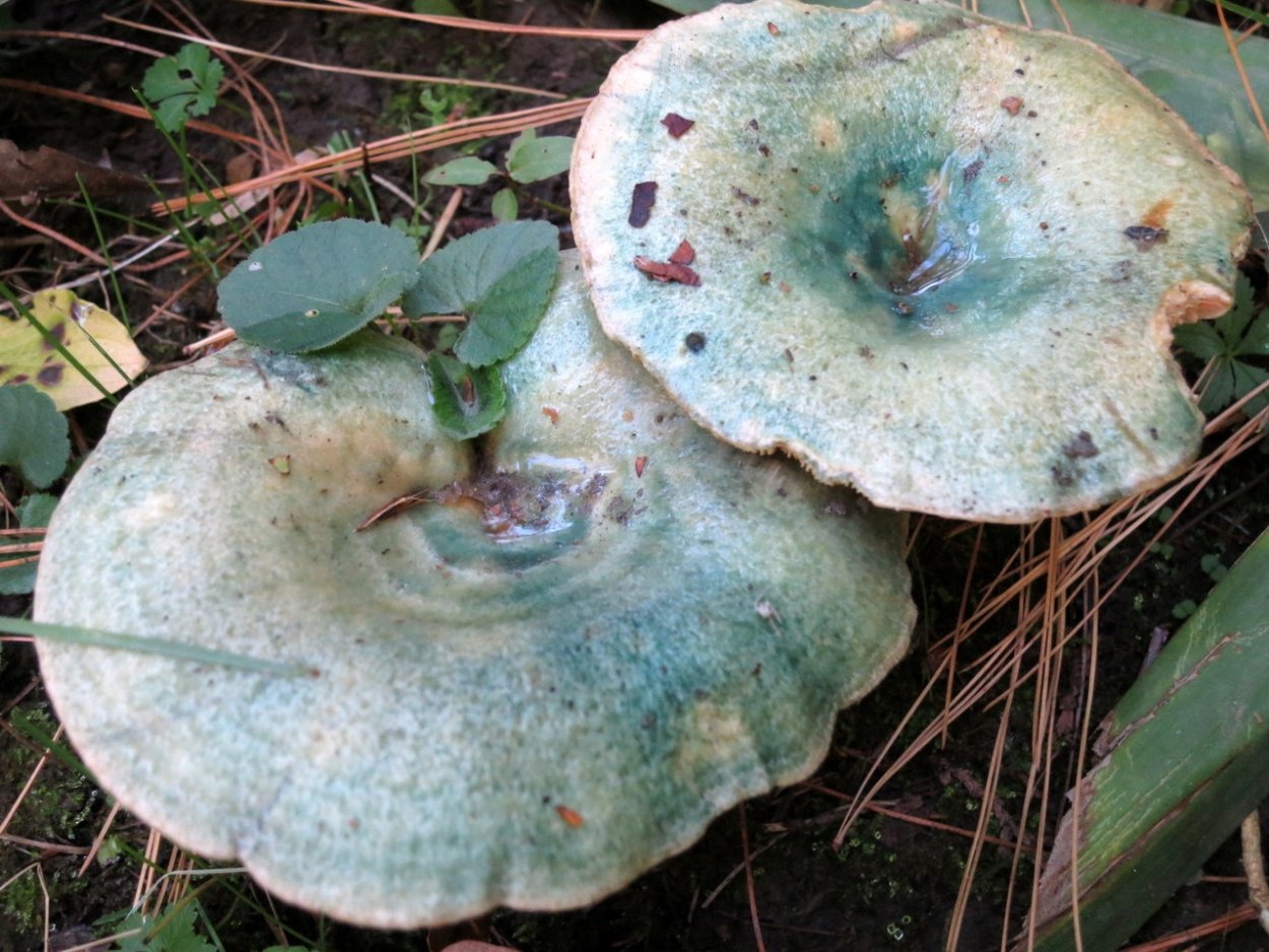 Рыжик еловый/еловик (Lactarius deterrimus);