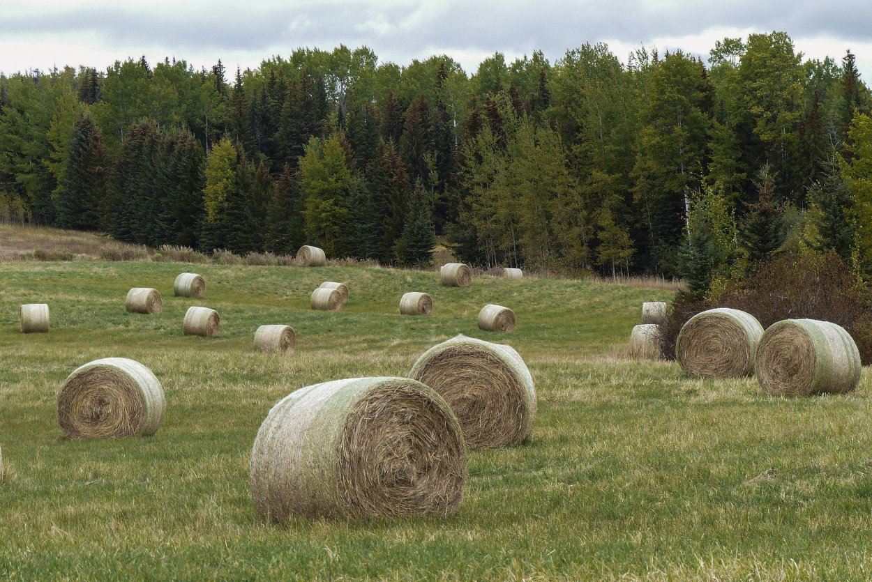 Лужайка сена