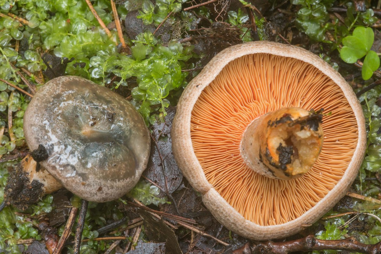 Рыжик еловый/еловик (Lactarius deterrimus);
