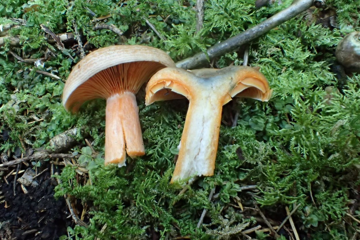 Рыжик млечно-красный (Lactarius semisanguifluus).