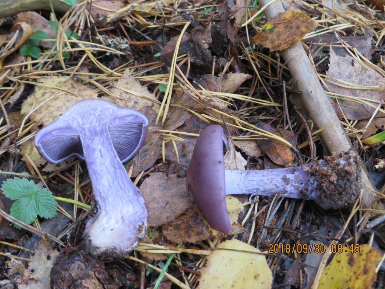 Паутинник лиловый