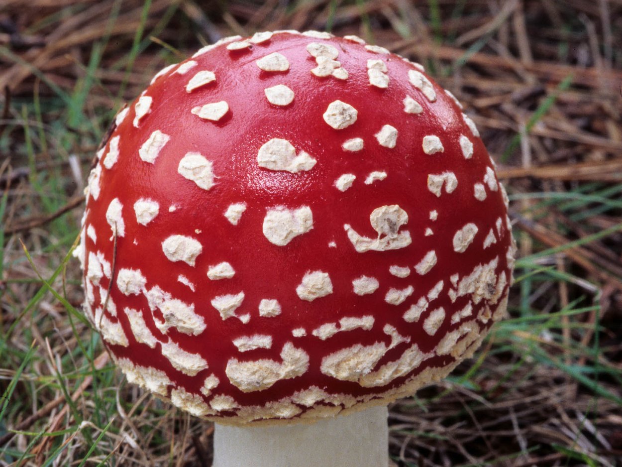 Ядовитые грибы самые известные