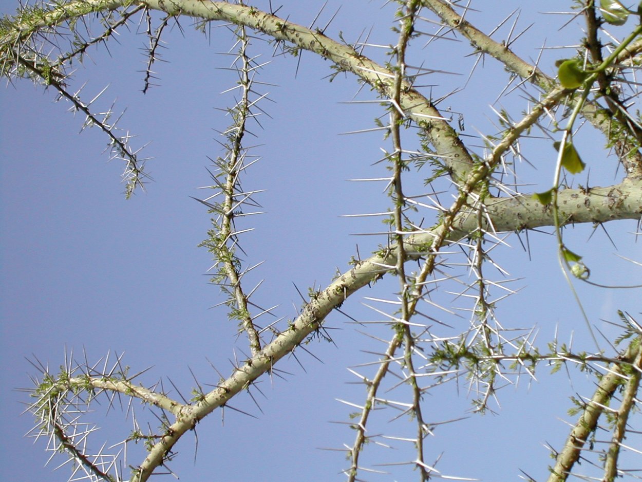 Акация колючая Acacia victoriae