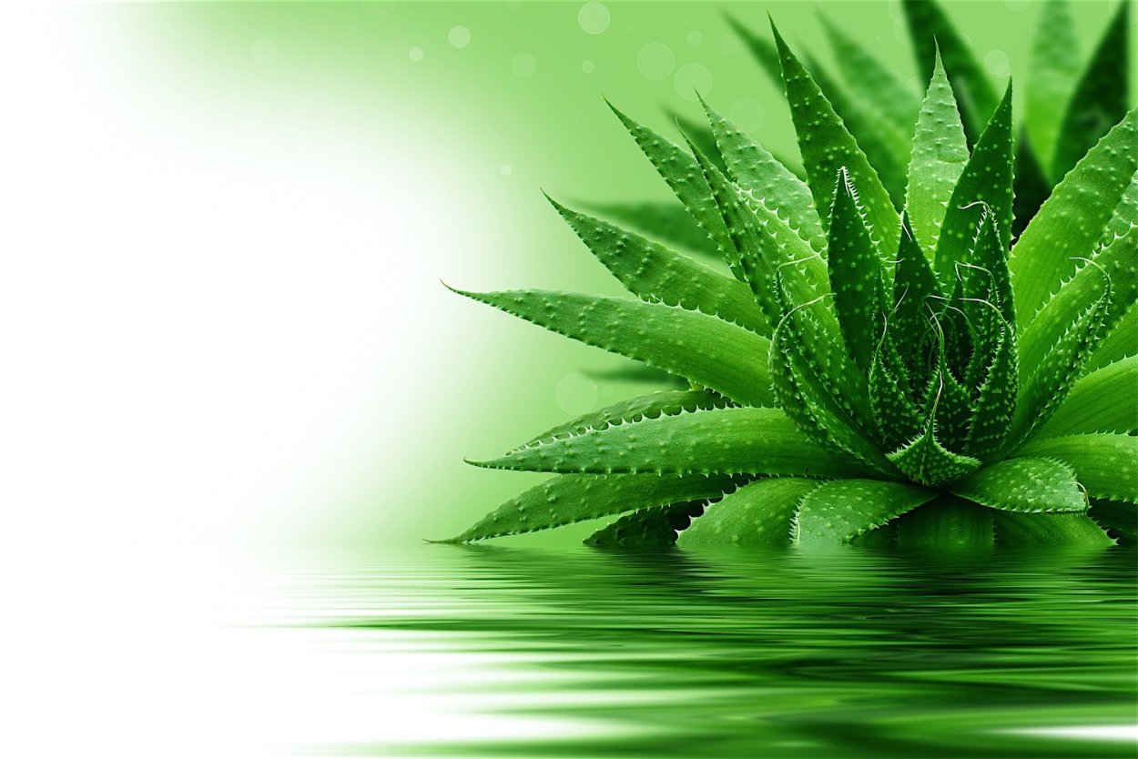 Aloe Vera куст