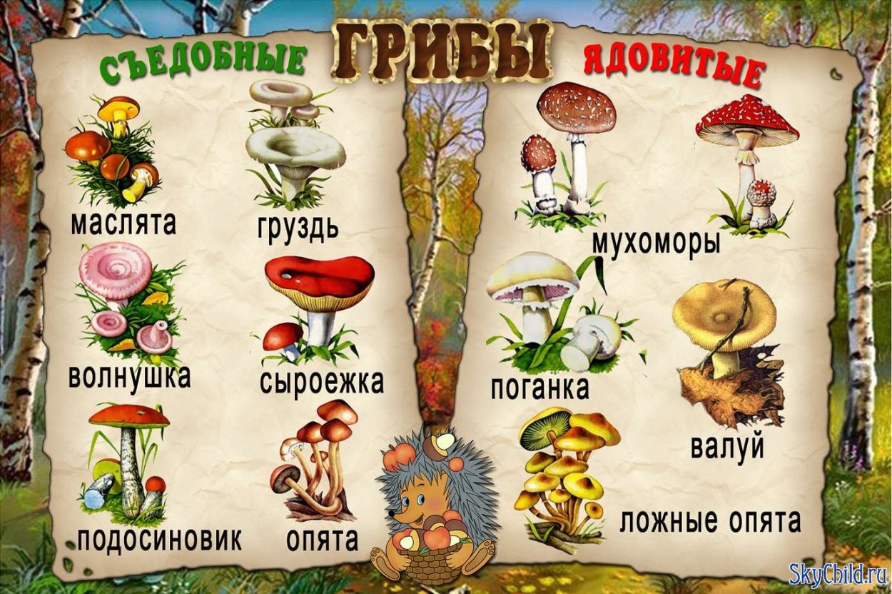 Индия мухомор
