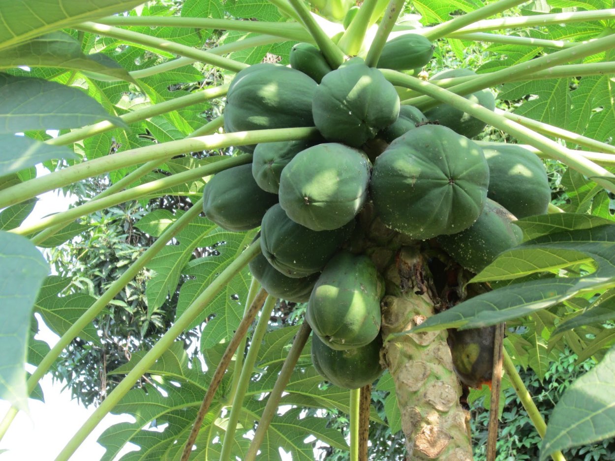 Дынное дерево (carica Papaya)