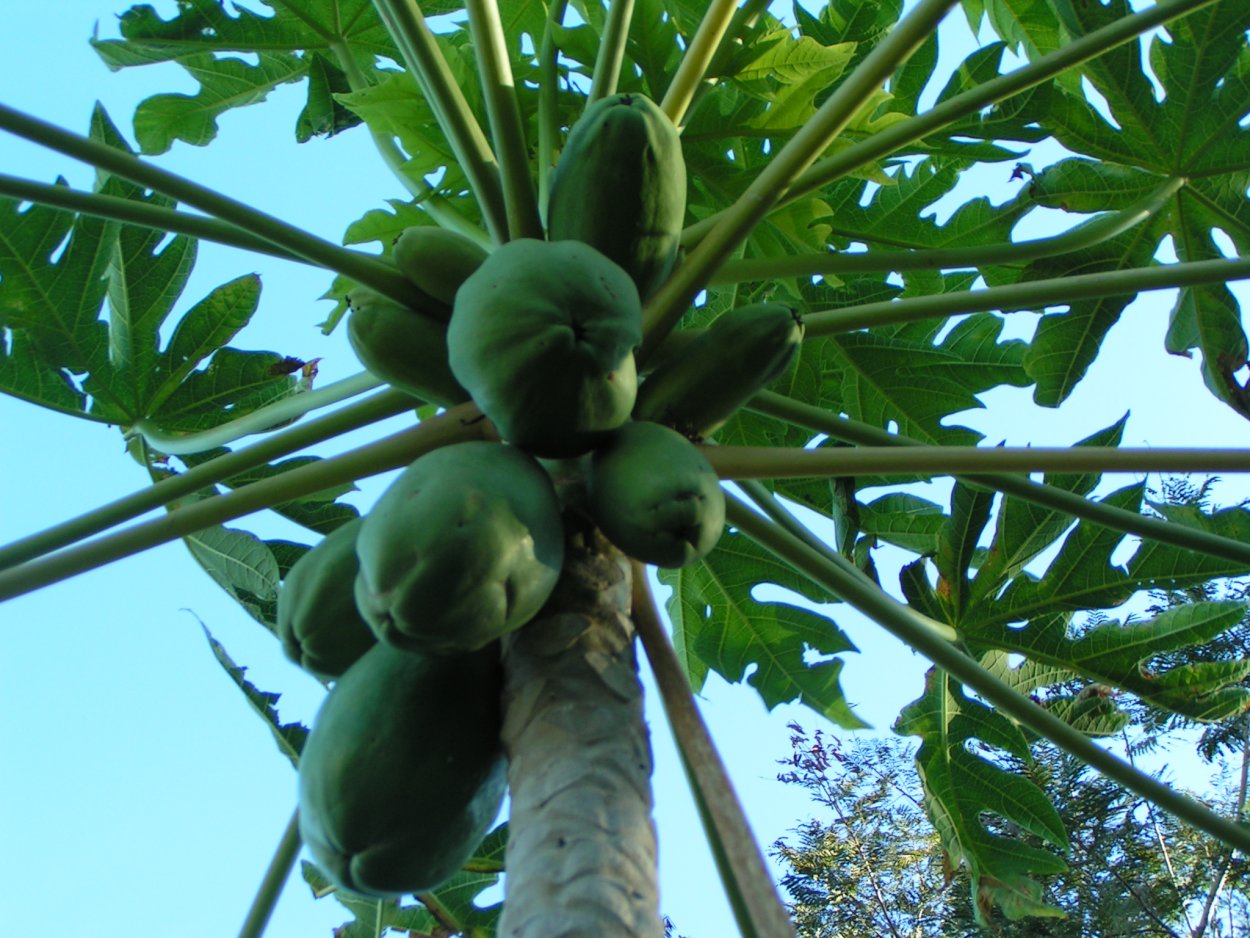 Папайя ( carica Papaya )