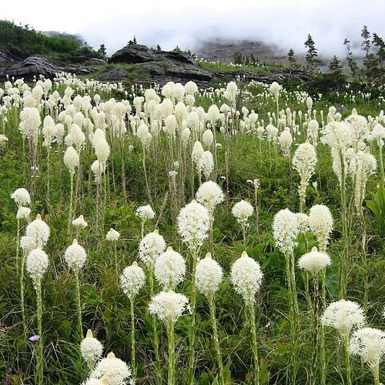 Акант мягкий mollis