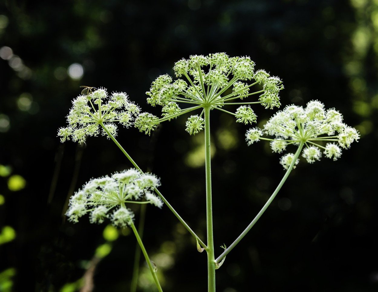 Пушица Шейхцера (Eriophorum scheuchzeri)