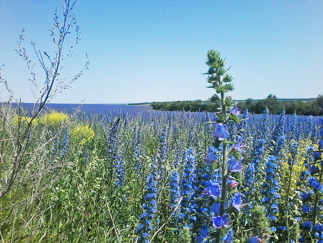 Шалфей Дубравный (Salvia nemorosa `New Dimension Blue`)