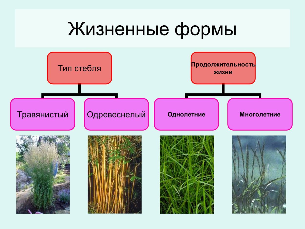 Жизненные формы однодольных и двудольных