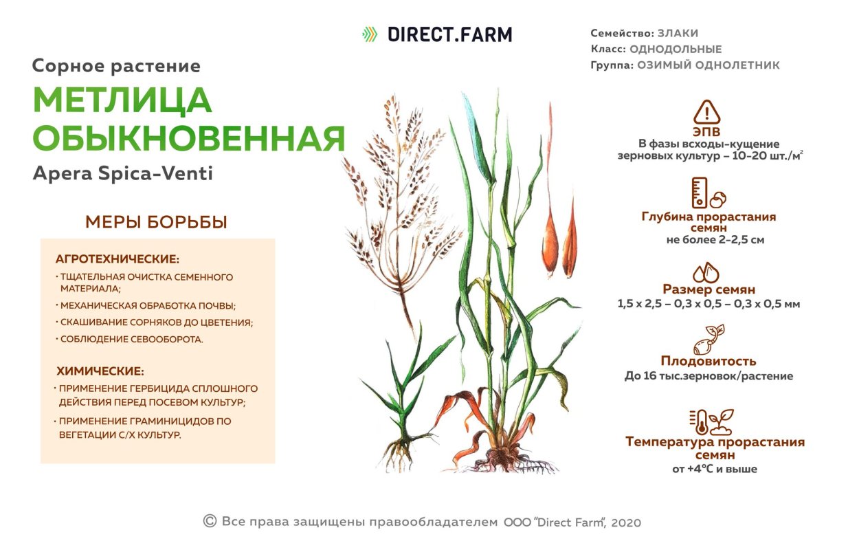 Однолетние и многолетние злаковые Однодольные сорняки