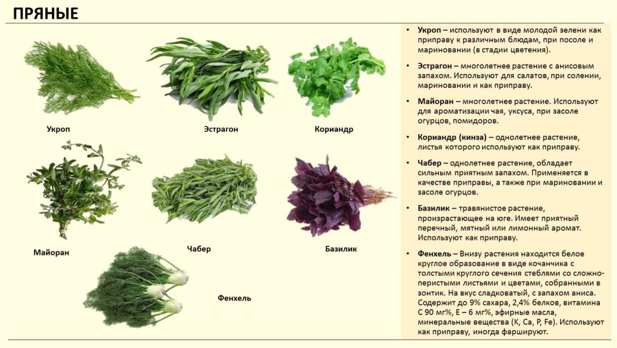 Миксбордер эхинацея тысячелистник