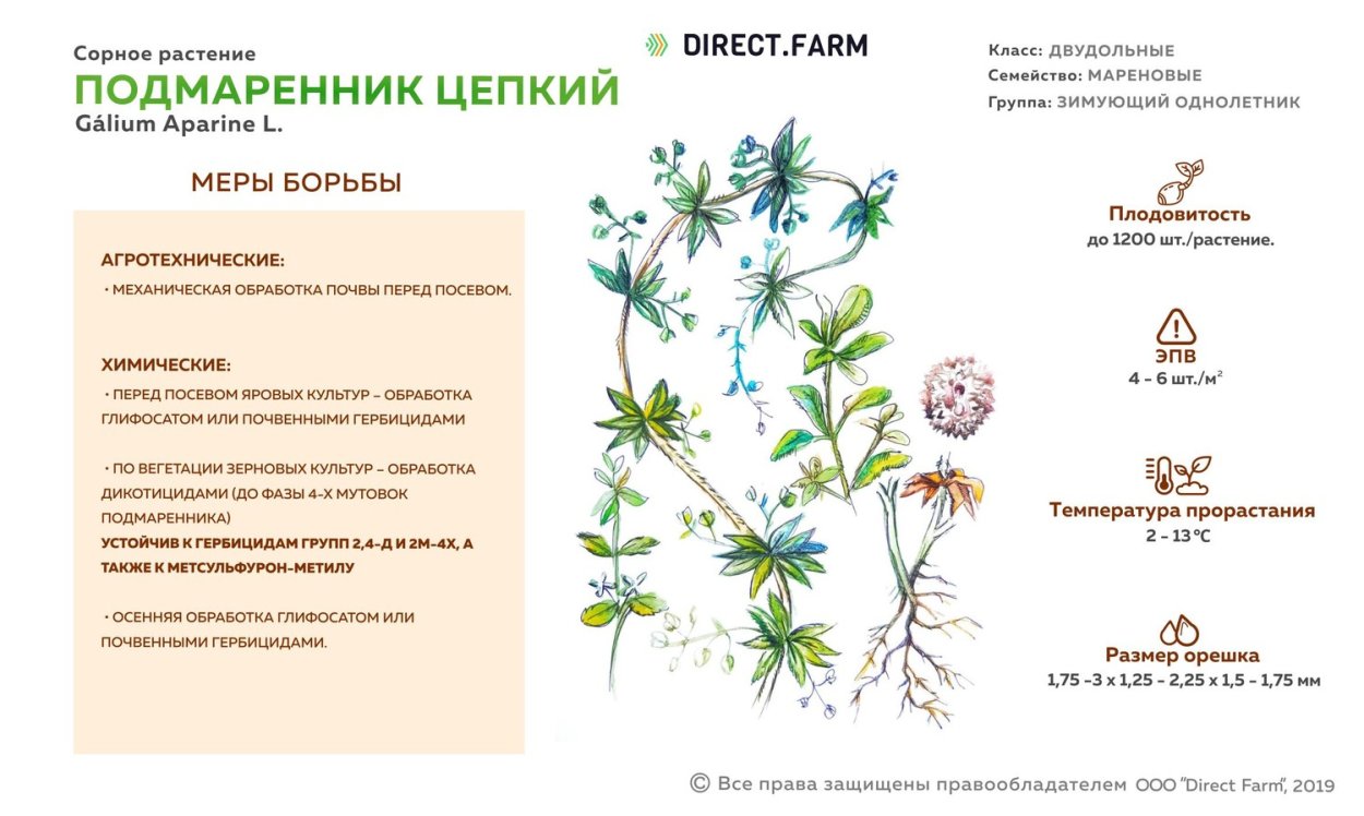 Сорные подмаренник цепкий