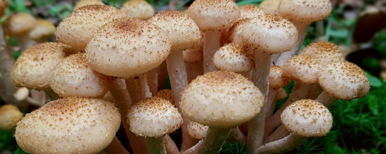 Кудрявые грибы съедобные