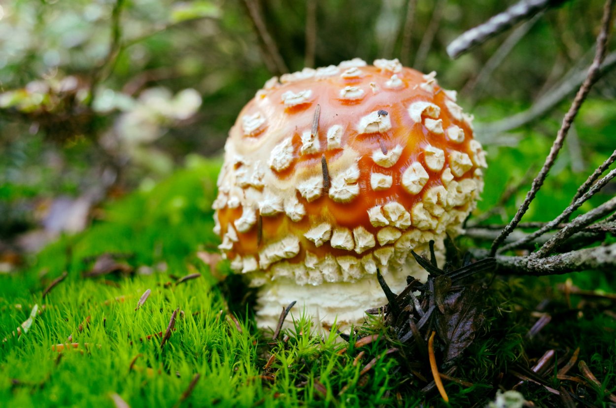 Голландские мухоморы