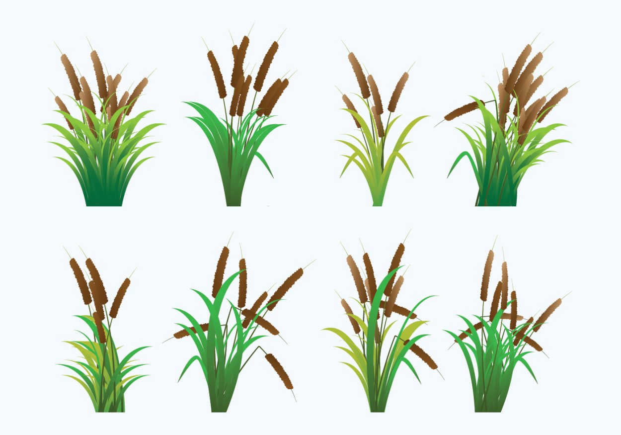 Тростник обыкновенный phragmites Australis