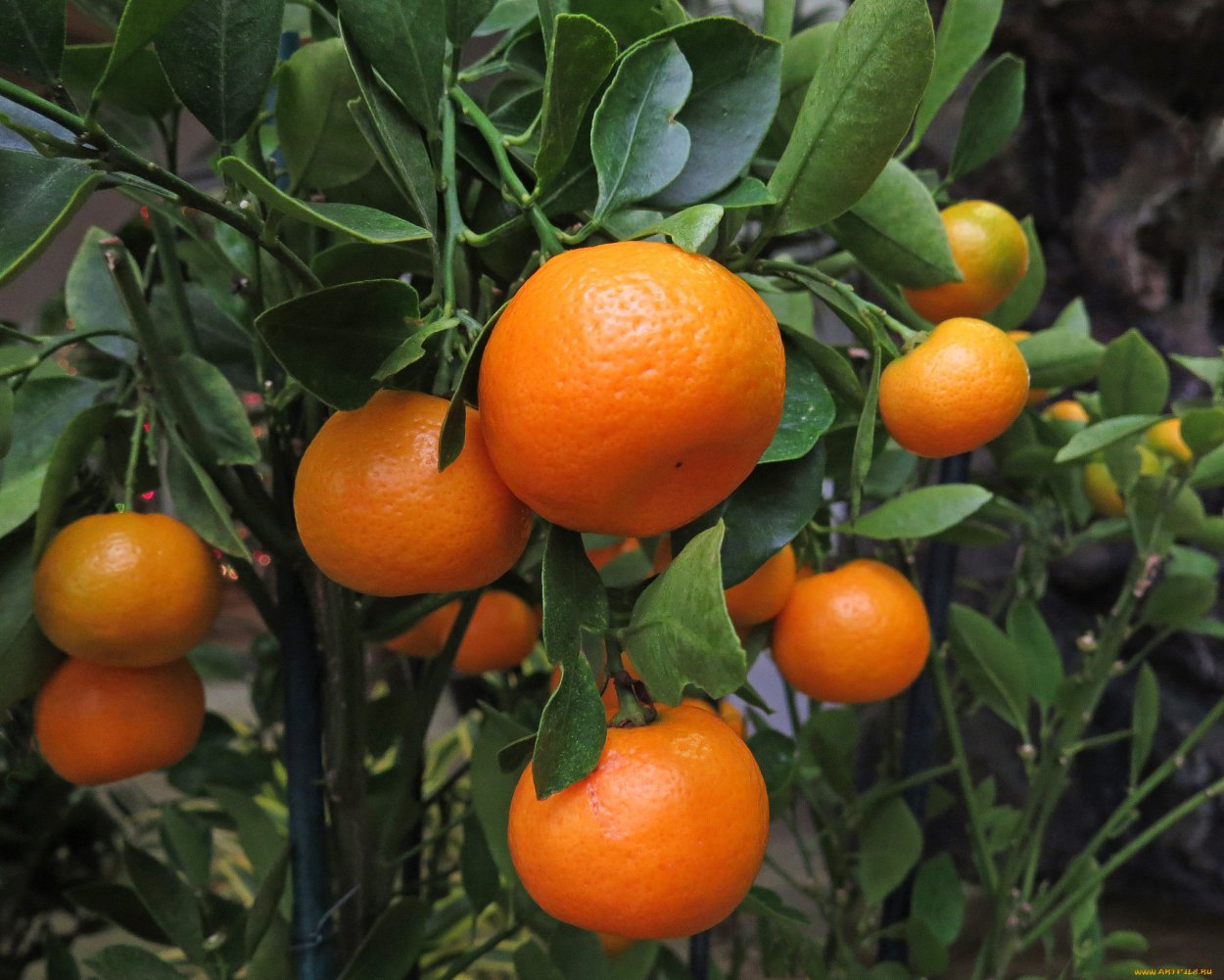 Мандарин Tangerine Tree