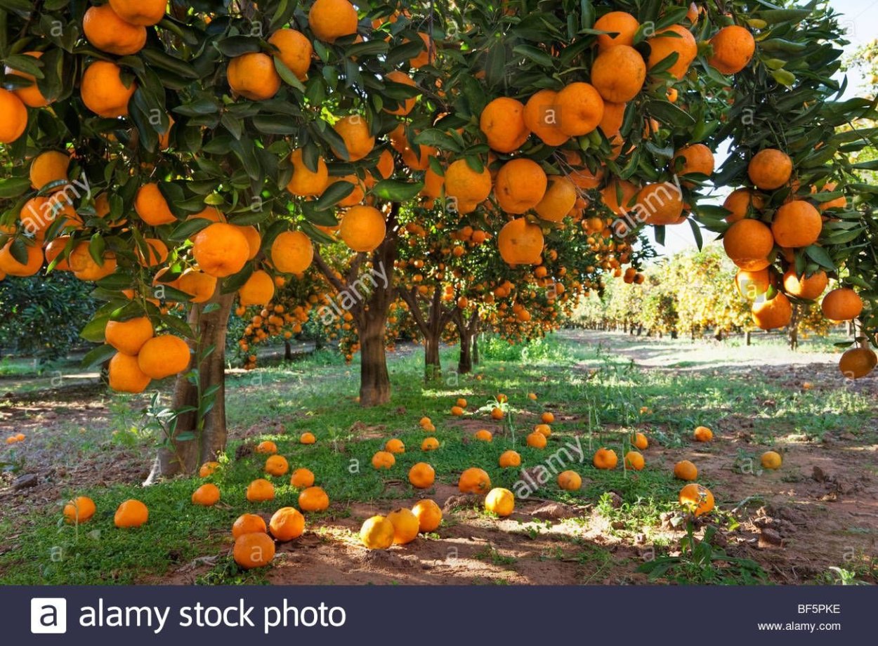 Абхазия Мандариновая роща