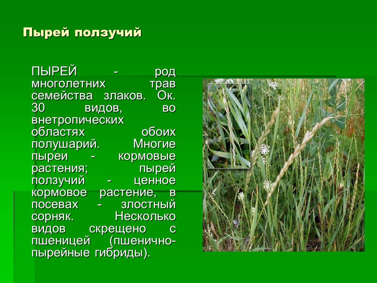 Эспарцет виколистный