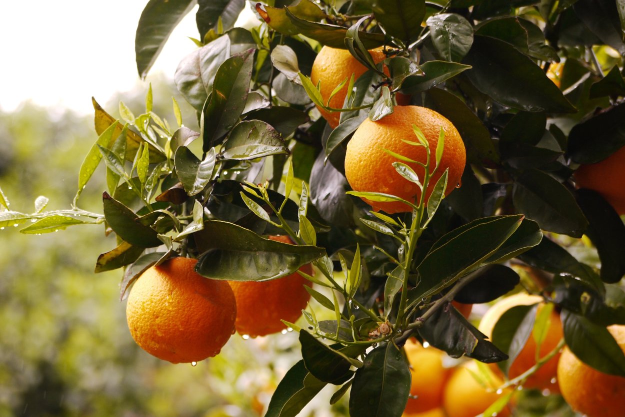 Апельсин (Citrus sinensis)