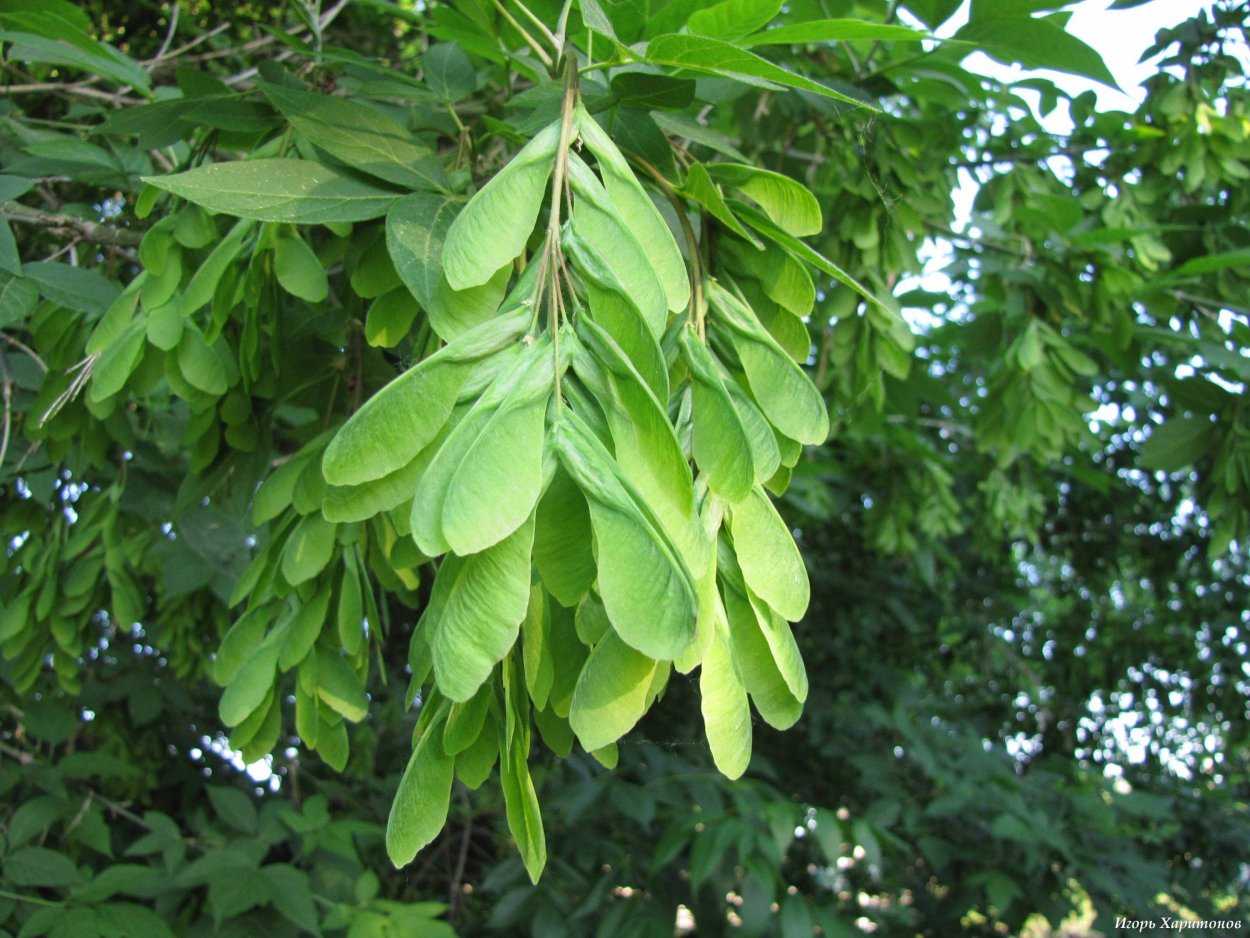 Fraxinus xanthoxyloides var. Dumosa