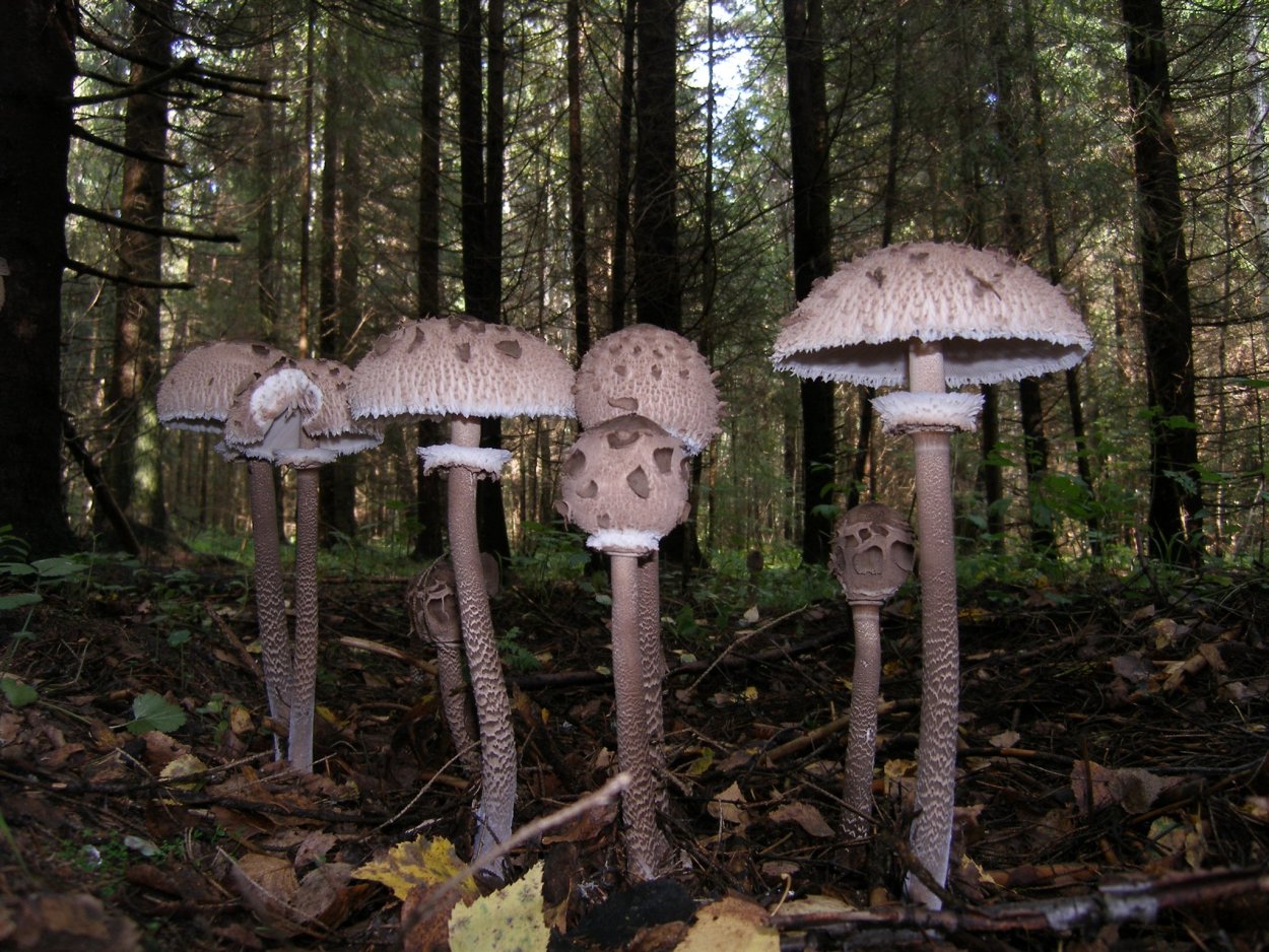 Ленточные грибы