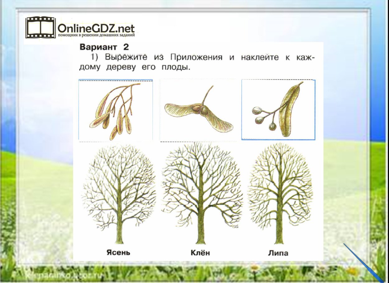 Плоды ясеня и липы
