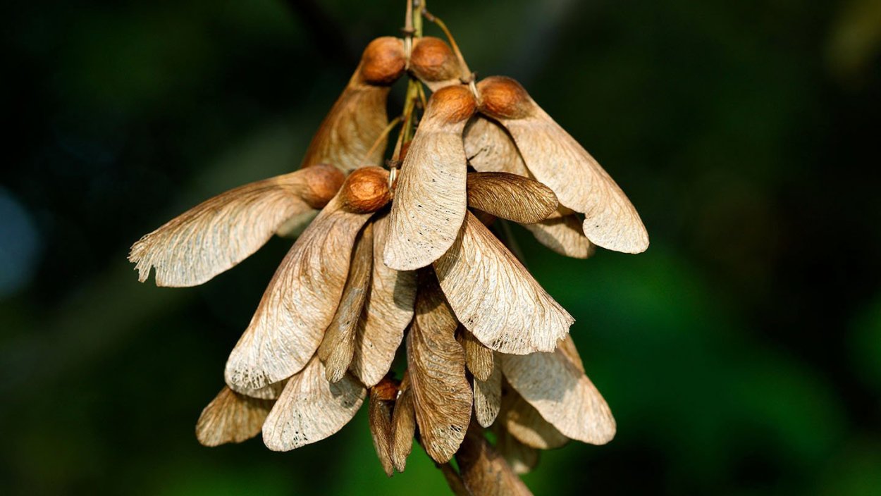 Ясень обыкновенный Fraxinus Excelsior